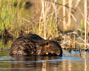 Beaver Photo Stock. close-up profile view eating tree bark of twig in the pond with blur foliage background in its environment and habitat. Image. Picture. Portrait.