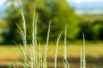 Obraz premium Gräser