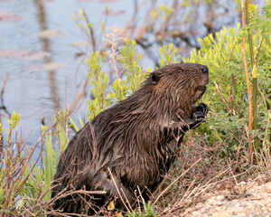Beaver Photo Stock. Close-up profile side view by the water with foliage and water background displaying brown fur coat, body, head, paws in its habitat and environment. Image. Picture. Portrait. ©  Aline