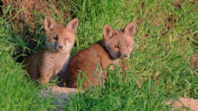 red fox (Vulpes vulpes), two fox puppies in front of their den, Heinsberg, North Rhine-Westphalia, Germany