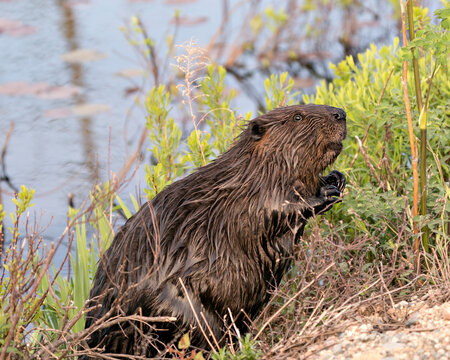 Beaver Photo Stock. Close-up profile side view by the water with foliage and water background displaying brown fur coat, body, head, paws in its habitat and environment. Image. Picture. Portrait.