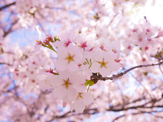 cherry blossom