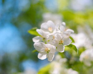 Fototapeta na wymiar Apple tree branch with white flowers in spring in the sunlight