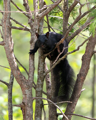 Squirrel Stock Photo.  Close-up profile view standing on a branch tree with a blur background displaying its black fur, paws, bushy tail, in its habitat and environment. Image. Picture. Portrait.