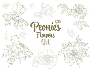 Outline Peonies Flowers Set- a collection of vintage vector hand-drawn style flowers. Bouquets of peonies and leaves. Maybe use for wallpaper, textile or card, wedding design.