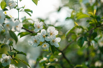 Apple tree branch with white flowers in spring in the sunlight