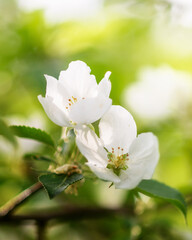 Apple tree branch with white flowers in spring in the sunlight