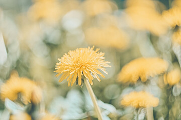 Yellow dandelion flower on a blurred background.
