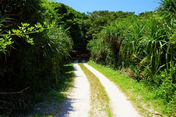 Fototapeta na wymiar Lush green mangroves in tropical coastal swamp in Okinawa, Japan - マングローブの森