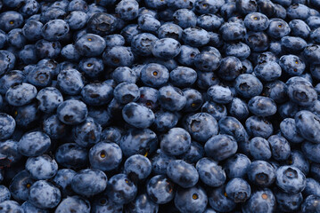 Fresh blueberry background. Texture blueberry berries close up.