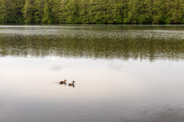a couple of ducks on the pond