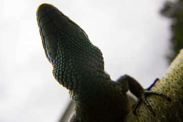 Lizard bottom view. It can be seen as the neck is covered with scales like peas.