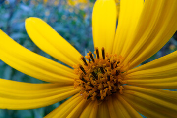 Yellow flower with large long petals