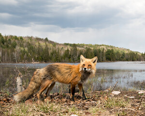 Red Fox Photo Stock. Fox Image. Close-up profile side view with sky, clouds, water and forest landscape scenery background in the springtime  in its habitat and looking towards the sky. Picture. 