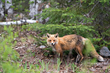 Red Fox Photo Stock. Fox Image.  Close-up profile view in the springtime with coniferous tree background and rock and looking at camera in its environment and habitat.  Picture. Portrait.