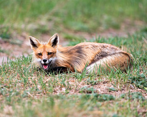 Red Fox Photo Stock. Fox Image. Close-up profile view lying down on foliage with a open mouth in its environment and habitat. Picture. Portrait.