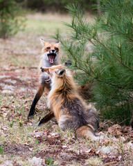 Red Fox Photo Stock. Fox Image. Foxes trotting, playing, fighting, revelry, interacting with a behaviour of conflict in their environment and habitat with a blur forest background in the springtime.