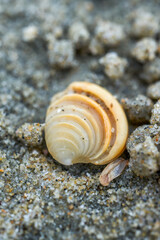 Macro close-up of seashells on the beach