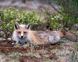 Red Fox Photo Stock. Fox Image.