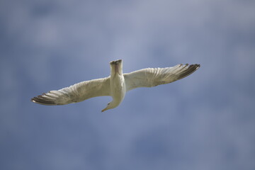 Seagull flying