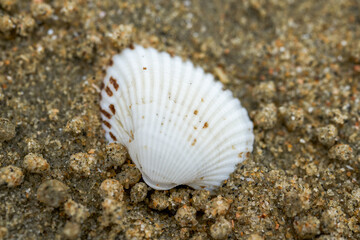 Macro close-up of seashells on the beach