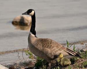 Canada Goose Photo. Canadian Goose adult and baby gosling close-up profile view resting on grass in their environment with blur water background.. Adult and Gosling baby Image. Picture. Portrait.