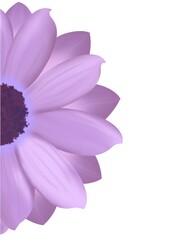 pink cosmos flower isolated for Decoration or assembly work