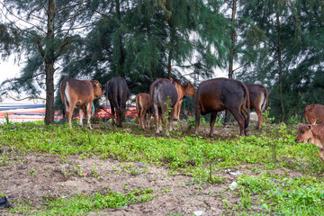 Close-up of a herd of buffalo feeding by the sea, old cow and calf