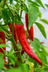 Red hot chili peppers growing in a garden - 435424842