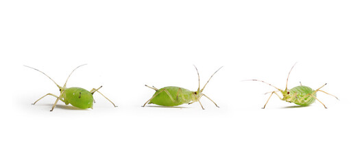 puceron, pucerons vert sur fond blanc, insecte
