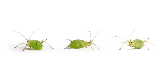 Foto op Plexiglas puceron, pucerons vert sur fond blanc, insecte © guy