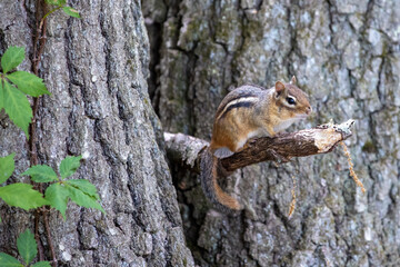Cute chipmunk perched on stick in between 2 trees