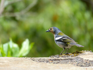 The Madeiran chaffinch (Fringilla coelebs maderensis) endemic subspecies in Madeira.