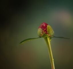 macro shot of a red flower