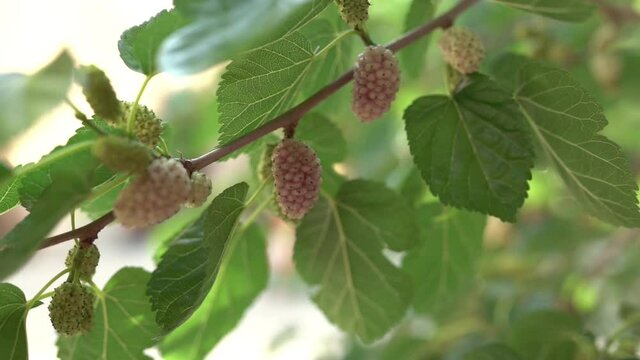 Fresh mulberry fruits on branch