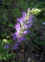 Close up of a Spiked bellflower, Italy
