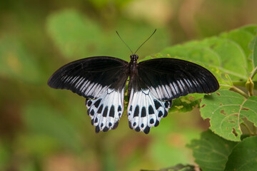 Blue mormon butterfly on leaf. seen in a India