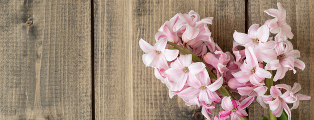 Naklejka na ściany i meble banner with pink flowers on a wooden table. pink hyacinth flowers on wooden background. Spring coming concept. Spring or summer background.