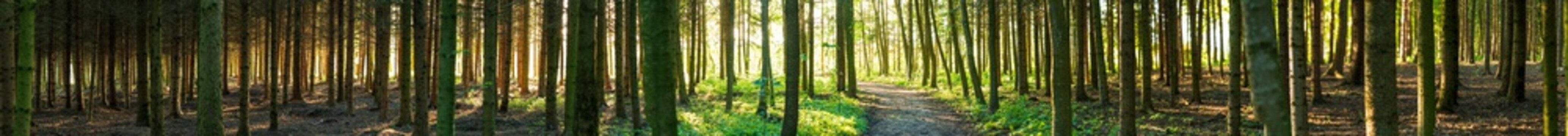 Wald Panorama mit durchscheinender Sonne