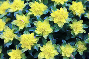 Close up of Cushion Spurge flowers, Derbyshire England
