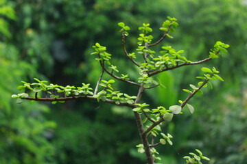 green leaves on a branch