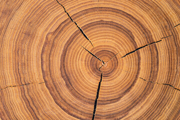 annual rings on a sawn trunk, old tree stump background. wood texture