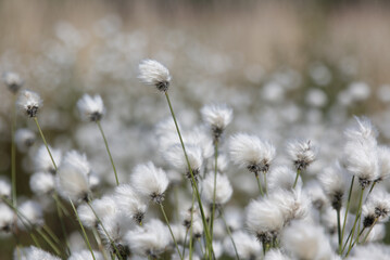 Wollgrasblüte im Goldenstedter Moor 