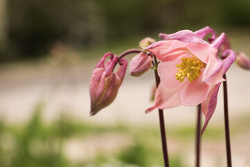 Beautiful blooming aquilegia plant outdoors, closeup view. Meadow flowers