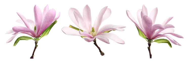 Set with beautiful magnolia flowers on white background. Banner design