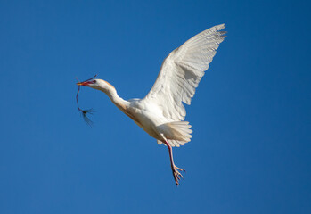 Close-up shot of Cattle Egret (Bubulcus ibis) building its nest