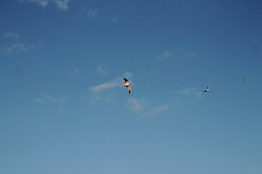 Seagulls fly against the blue sky. White bird on a blue background. Background image.