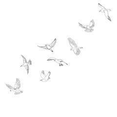 sketch of flying flock of birds