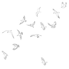 sketch of flying flock of birds, isolated, vector