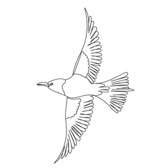 sketch of flying bird, isolated, vector